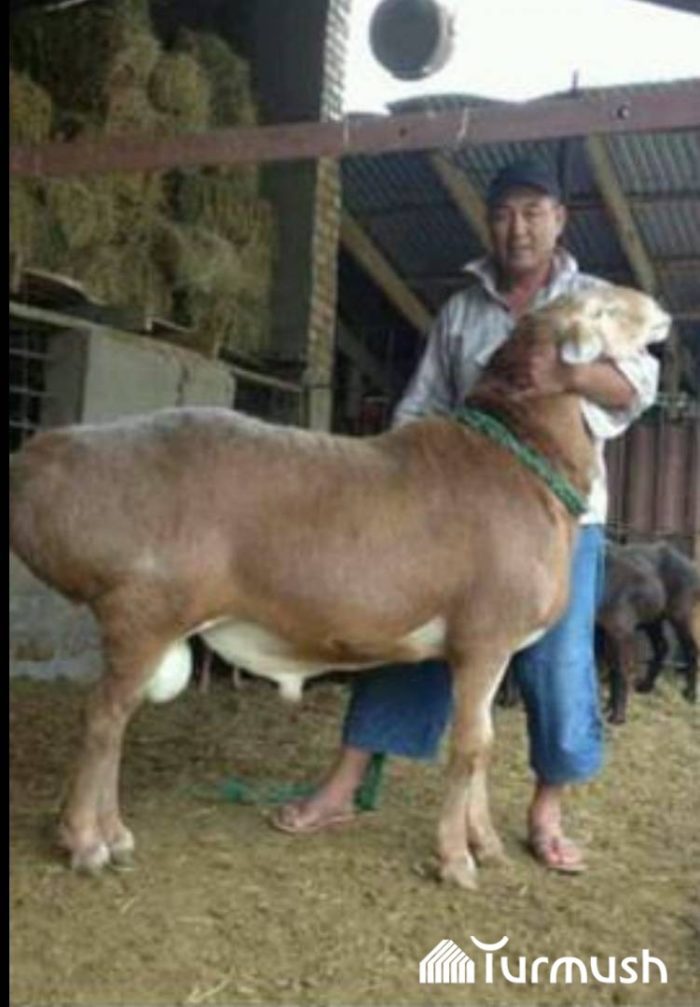 Мен байқаусызда көршімді душта көріп қалып, оны трахметке алдым.