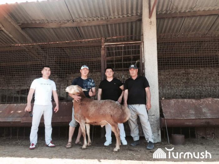 Asses және pussies интимдік арман кітабы