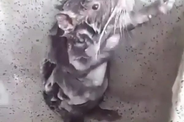 Оның досы оның порносын трассалады