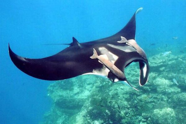 Анасы мен қызы порно Әмірліктердегі порно